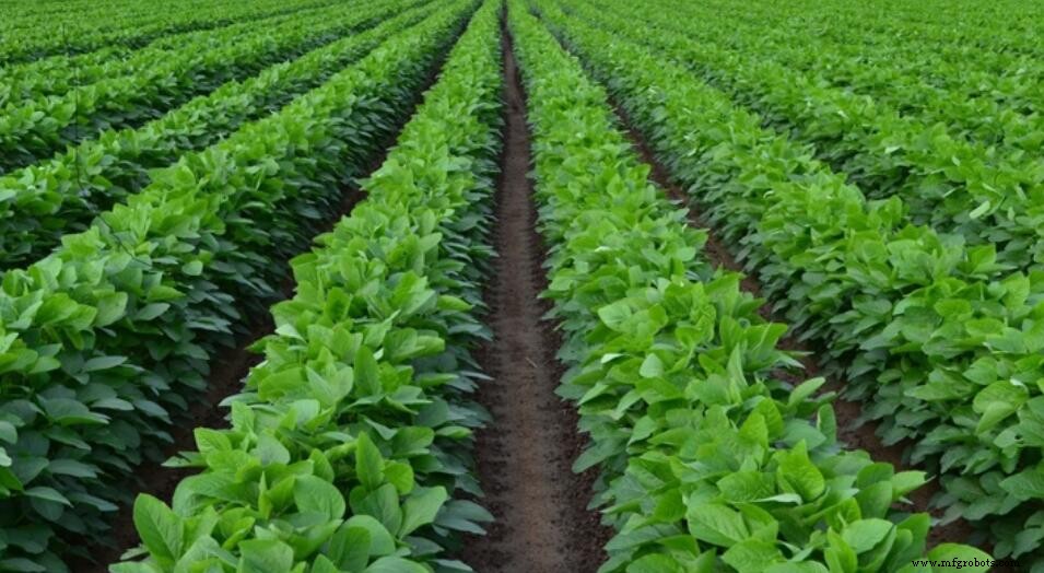Fertilizante de Molibdeno: El Micronutriente que Impulsa la Fijación de Nitrógeno y el Rendimiento de Cultivos
