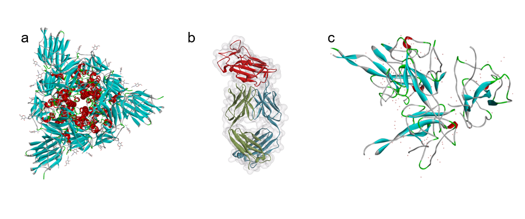 Decodificando Genomas del SARS-CoV-2: Pruebas de ADN y Anticuerpos para COVID-19