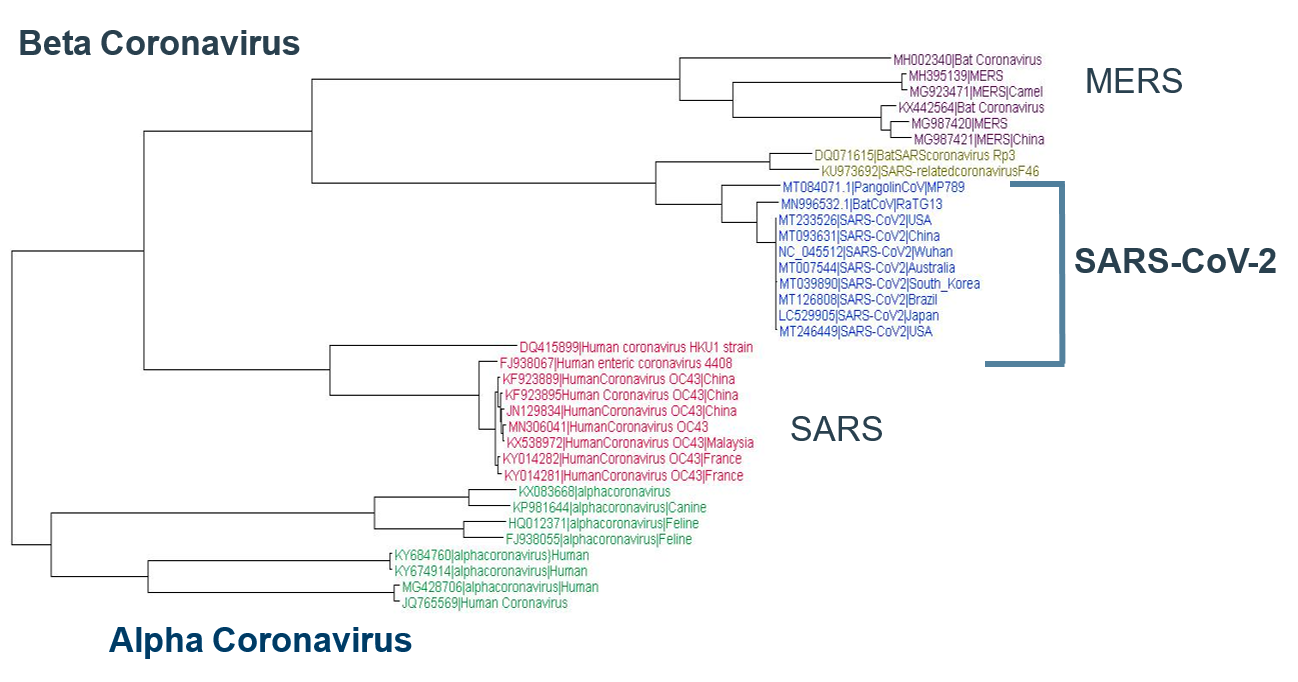 Desentrañando los Orígenes del SARS-CoV-2: Una Perspectiva Genómica