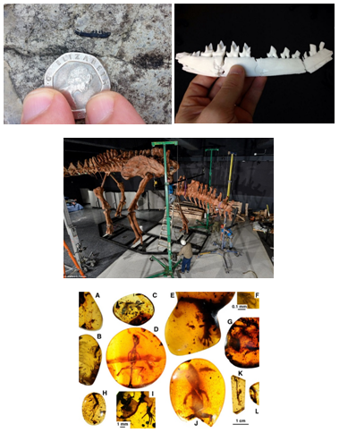 Revelando la historia: Cómo la impresión 3D transforma la arqueología y la paleontología