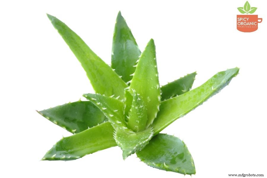 Descubre el Poder del Polvo de Aloe Vera Orgánico: Beneficios Comprobados para Salud y Piel
