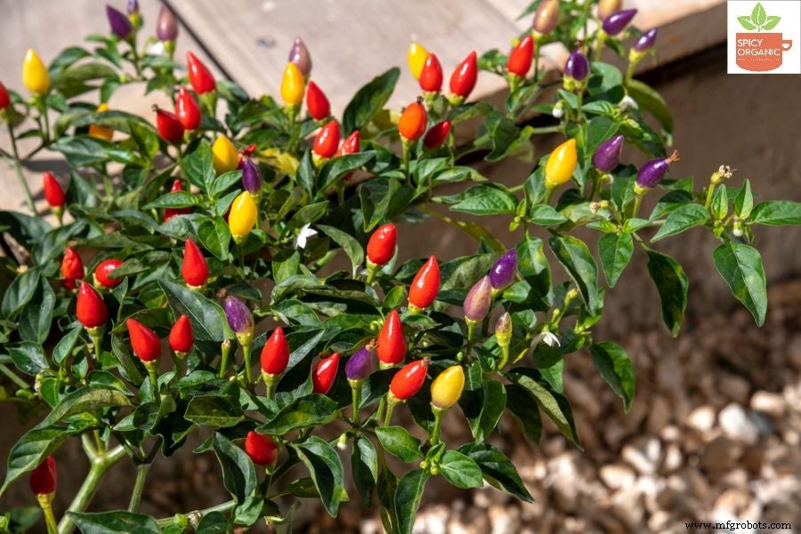 Diferencias Entre Pimentón Rojo y Polvo de Chili Rojo: Guía Completa