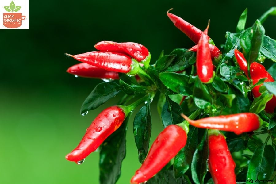 Diferencias Entre Pimentón Rojo y Polvo de Chili Rojo: Guía Completa