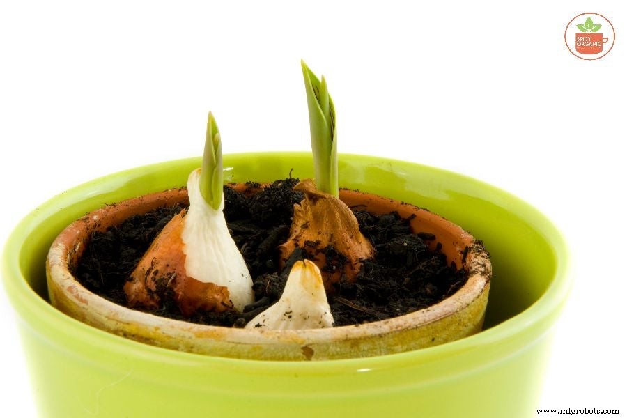 Por qué cultivar cebollas orgánicas a partir de semillas es una elección inteligente