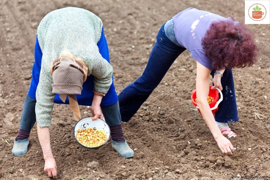 Por qué cultivar cebollas orgánicas a partir de semillas es una elección inteligente