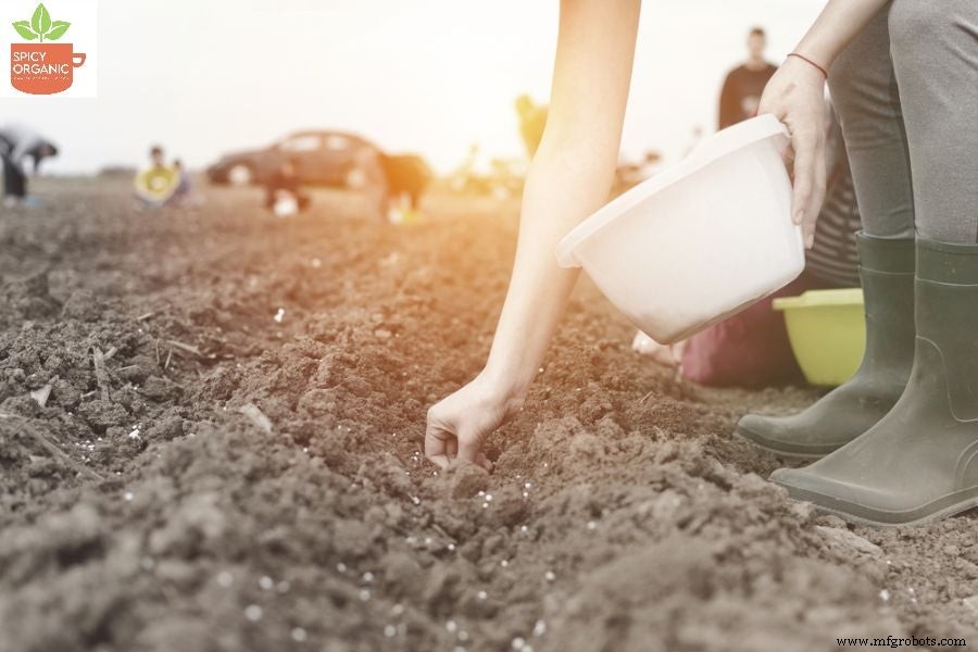 Por qué cultivar cebollas orgánicas a partir de semillas es una elección inteligente