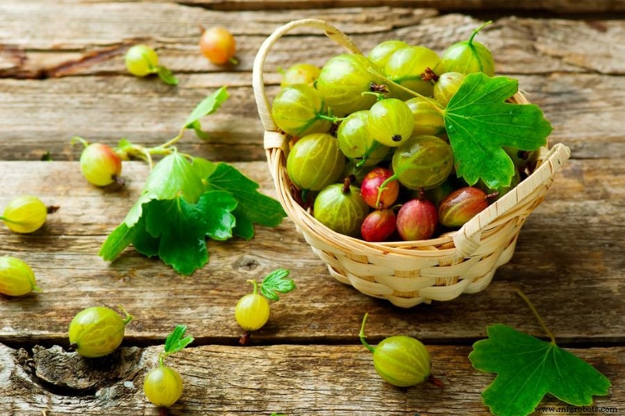 11 beneficios comprobados del polvo de amla orgánica (grosella espinosa india)