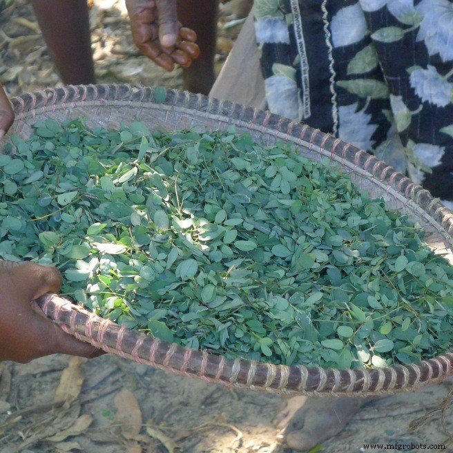 Dominando el teñido con hoja fresca de índigo: Un enfoque sostenible