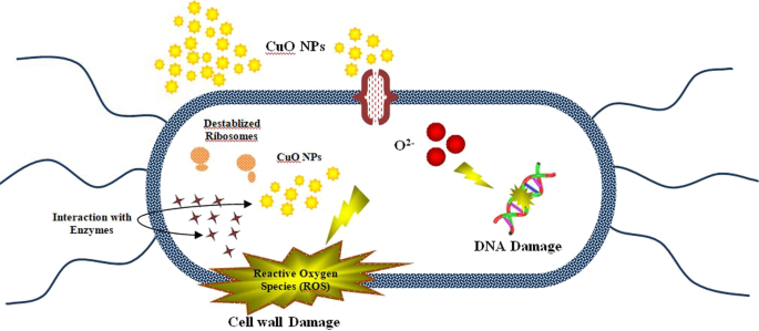 Nanopartículas de Óxido de Cobre Dopadas con Extractos de Jengibre y Ajo Exhiben Potente Actividad Antibacteriana contra Escherichia coli