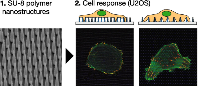 Modulación del Citoesqueleto de Actina y Adhesiones Focales Inducida por Nanopilares en Células U2OS
