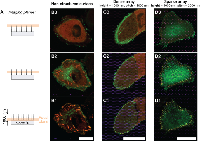 Modulación del Citoesqueleto de Actina y Adhesiones Focales Inducida por Nanopilares en Células U2OS
