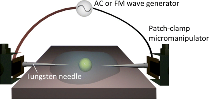 Dielectroforesis modulada en frecuencia de vesículas y células: trayectorias en U predecibles en la frecuencia de cruce