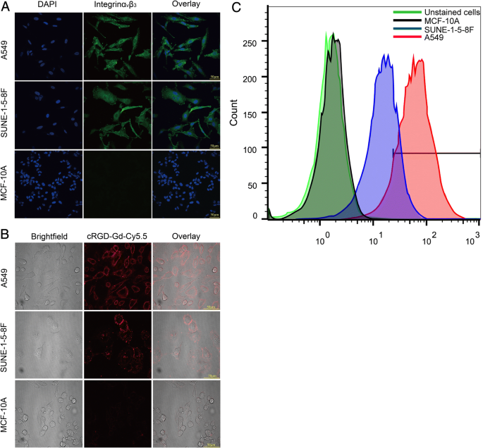 Nanosonda Dual RM/Fluorescencia cRGD-Gd-Cy5.5 para Imagen Dirigida de Tumores Integrina αvβ3-Positivos