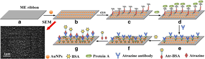 Nanobiosensor Magnetoelástico Inalámbrico Logra Detección Ultra-Sensible de Atrazina