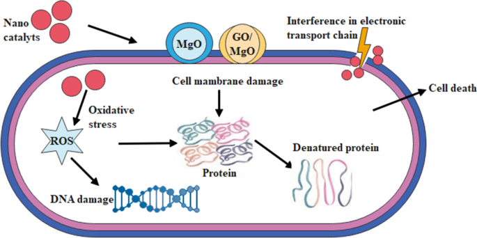 Mejora de la degradación de colorantes y rendimiento antibacteriano de nanoestructuras de MgO dopadas con óxido de grafeno