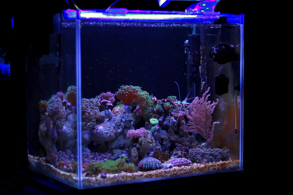 Iluminación LED DIY para Acuarios Plantados: Guía Completa Paso a Paso