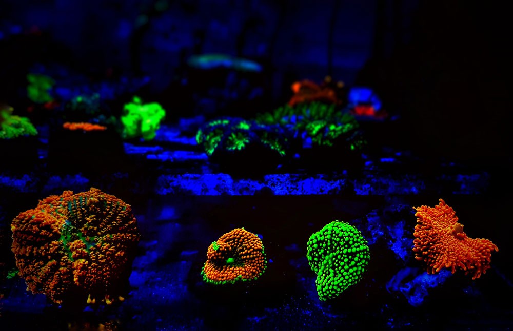 Iluminación LED DIY para Acuarios Plantados: Guía Completa Paso a Paso